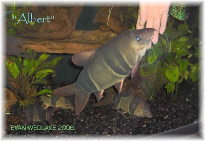 17 year old clown loach.