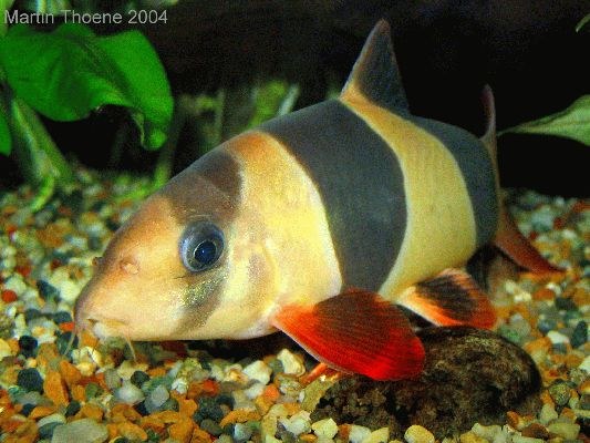 young Clown Loaches thrive