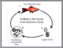 life cycle of a clown fish