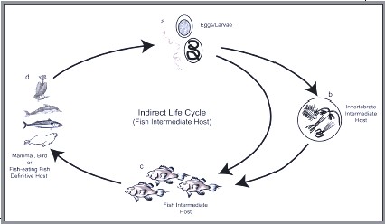 life cycle of a clown fish