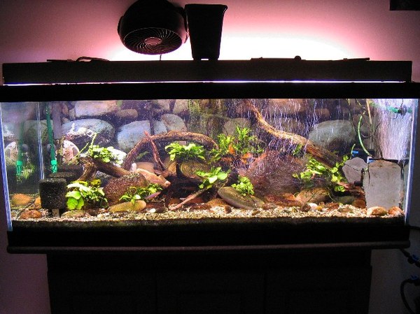 River sales fish tank