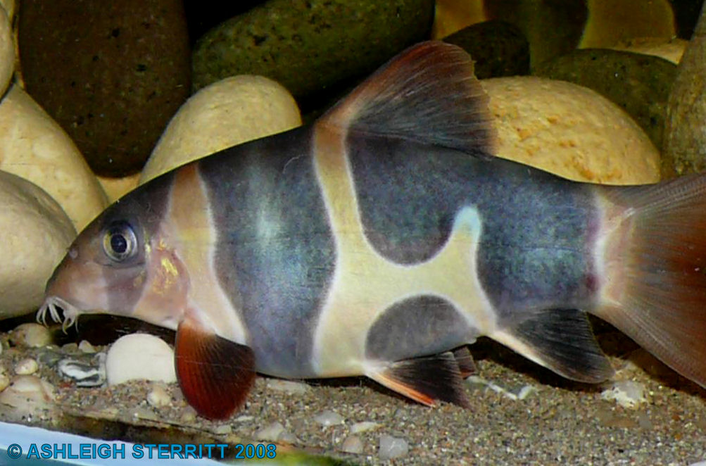 Clown loach with unusual amount of black markings