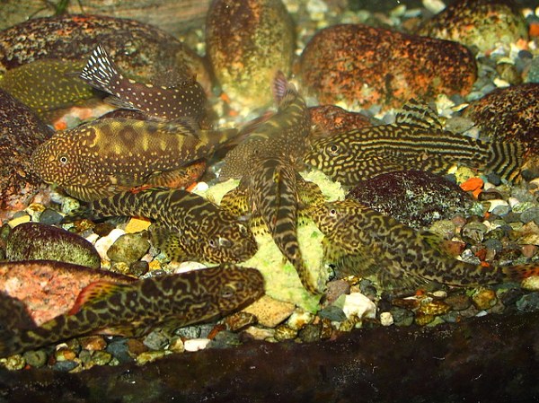 Multiple Hillstream species feeding