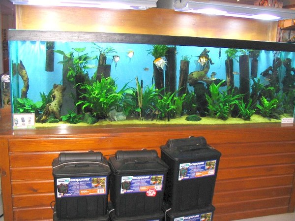 Fish tanks maidenhead aquatics best sale