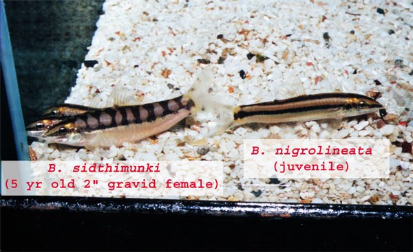 Yasuhikotakia nigrolineata - Comparison with Y. sidthimunki