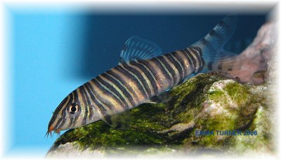 Zebra shop loach care