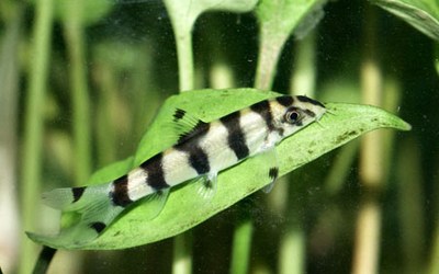 Botia histronica, juvenile on leaf