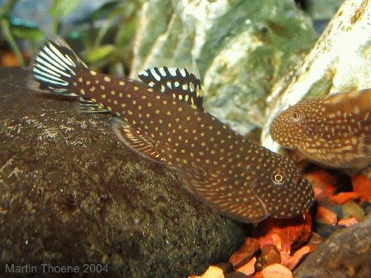 Gastromyzon ctenocephalus — Loaches Online