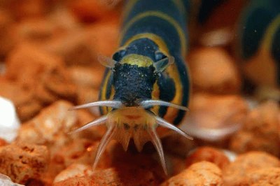 Kuhli Loaches Care