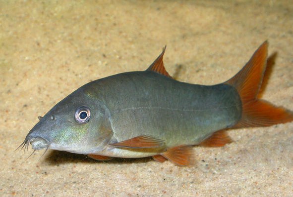 Blue clown loach for hot sale sale